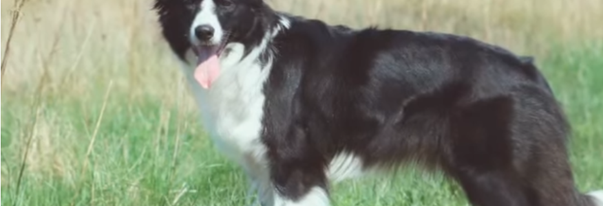 Premier chien Border collie