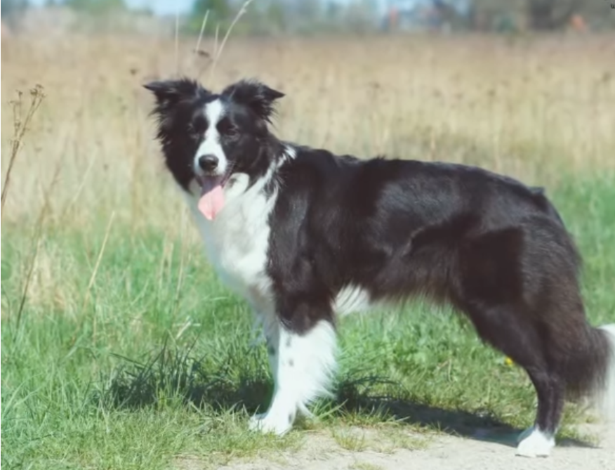 Premier chien Border collie