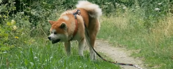 Akita Inu