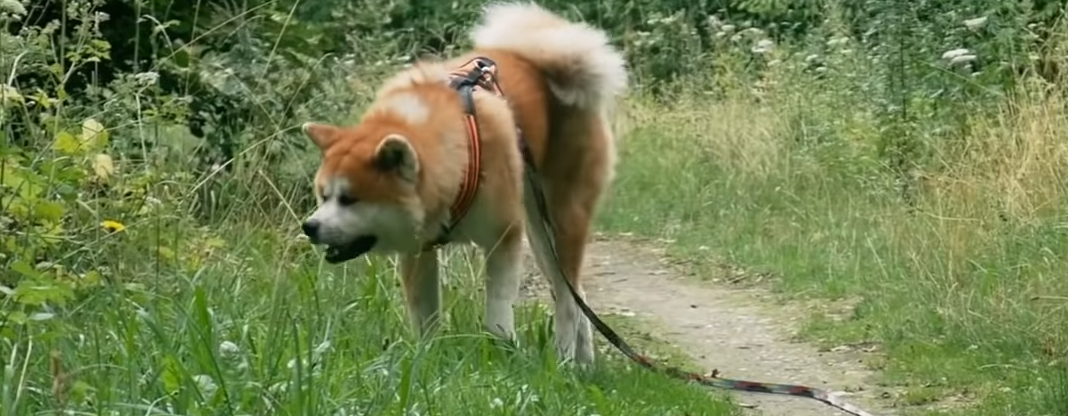 Akita Inu