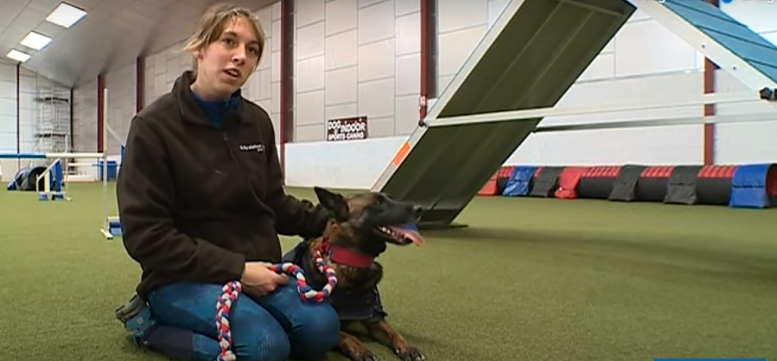 Agility, le chien et son maître