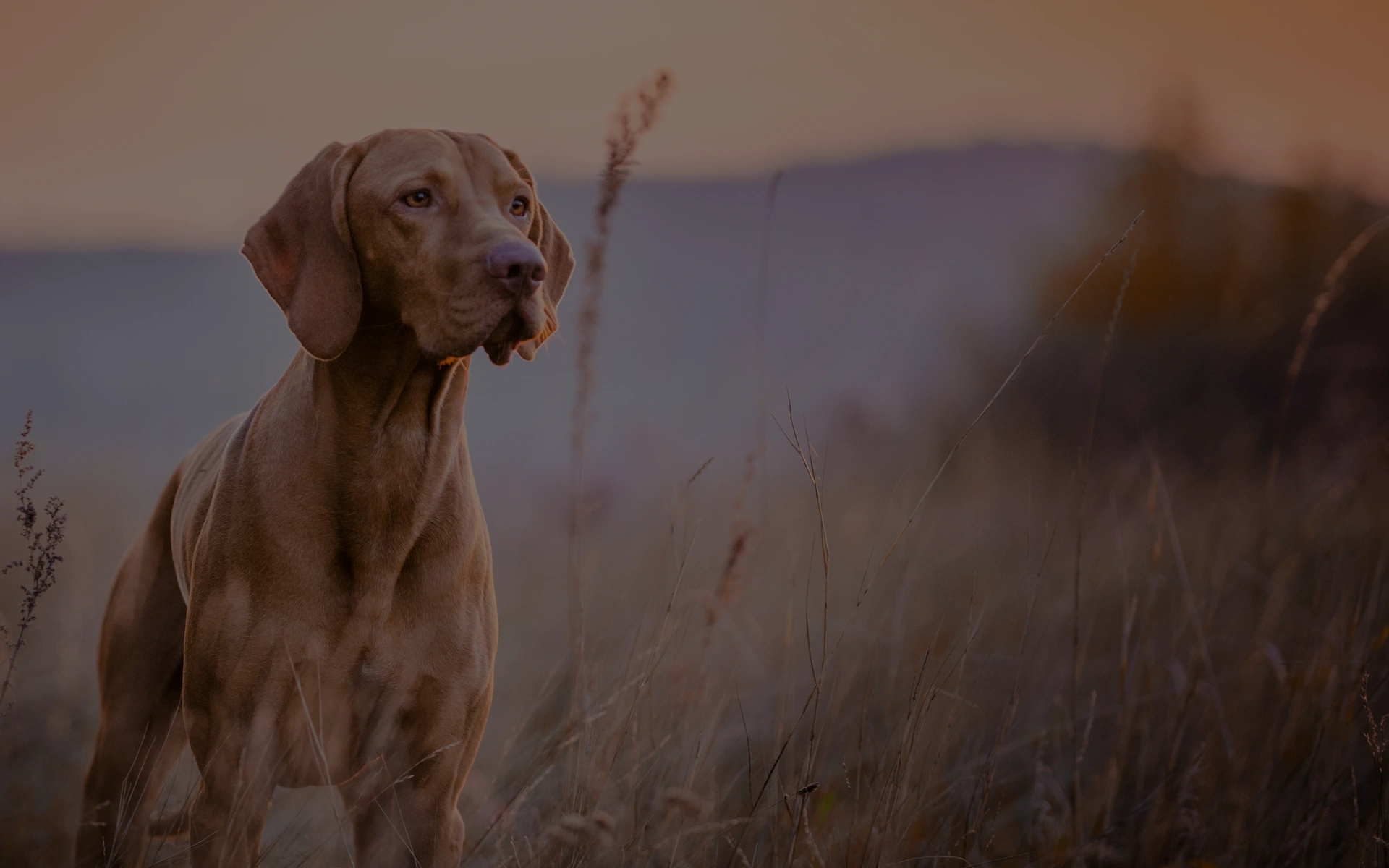 LE MONDE DES CHIENS