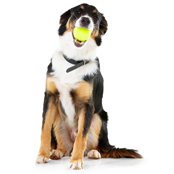 LES SPORTS CANINS