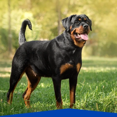 Le Rottweiler