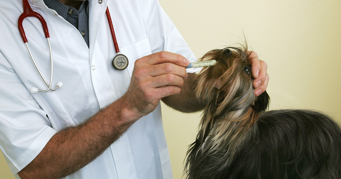 Vermifuge pour chien
