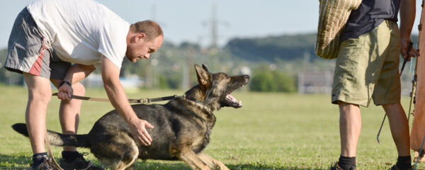 Devenir éducateur canin