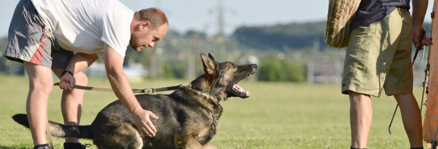 Devenir éducateur canin