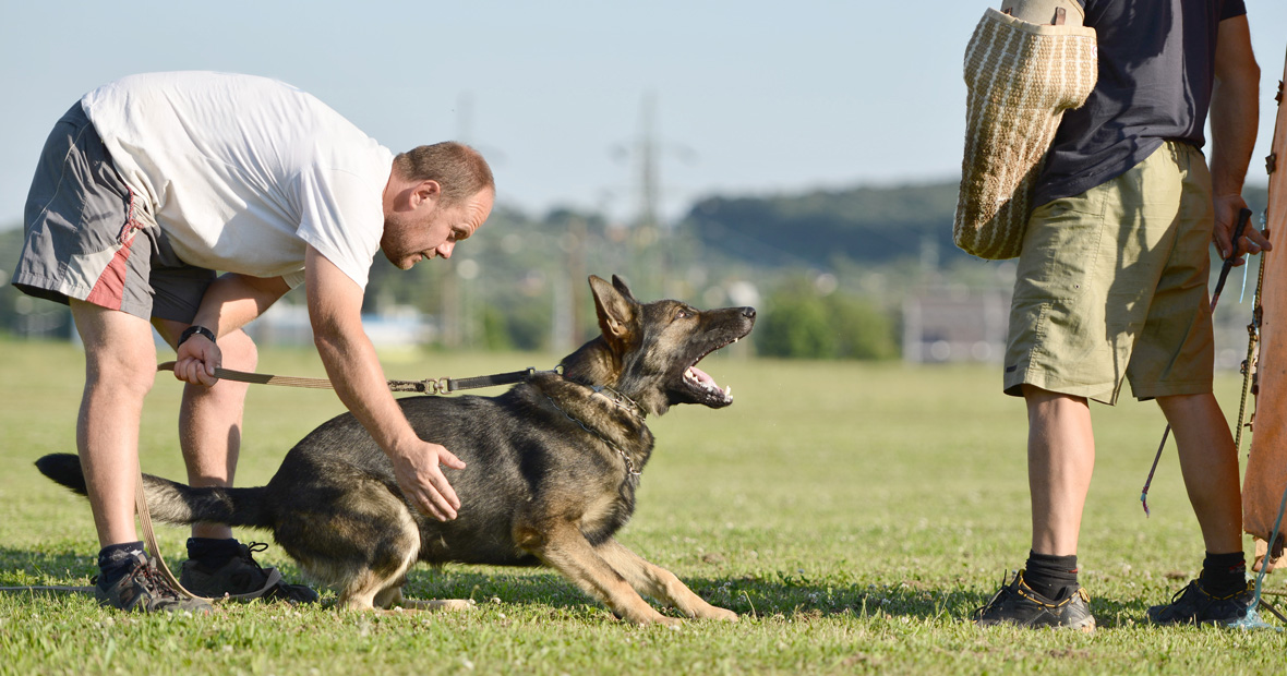 Devenir éducateur canin
