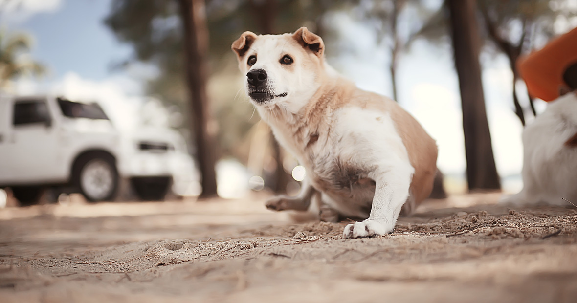 chien