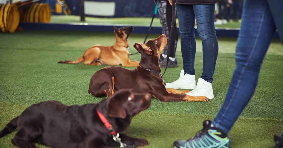 éducateur canin