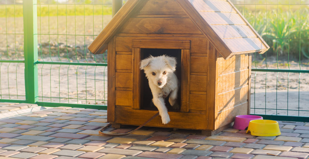 Quatre étapes illustrées montrant la progression d'un chien dans son nouveau chenil, de la méfiance à l'acceptation.